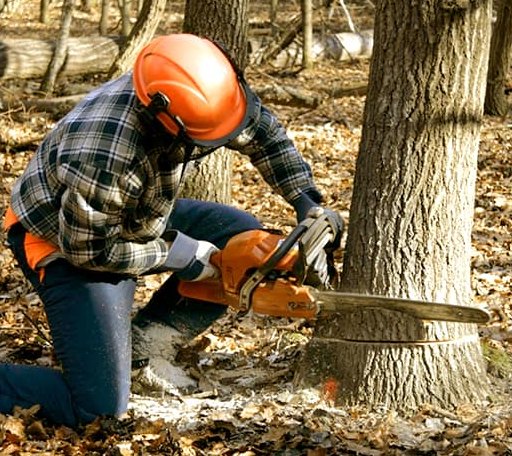 Tree Removal in Cascade, ID